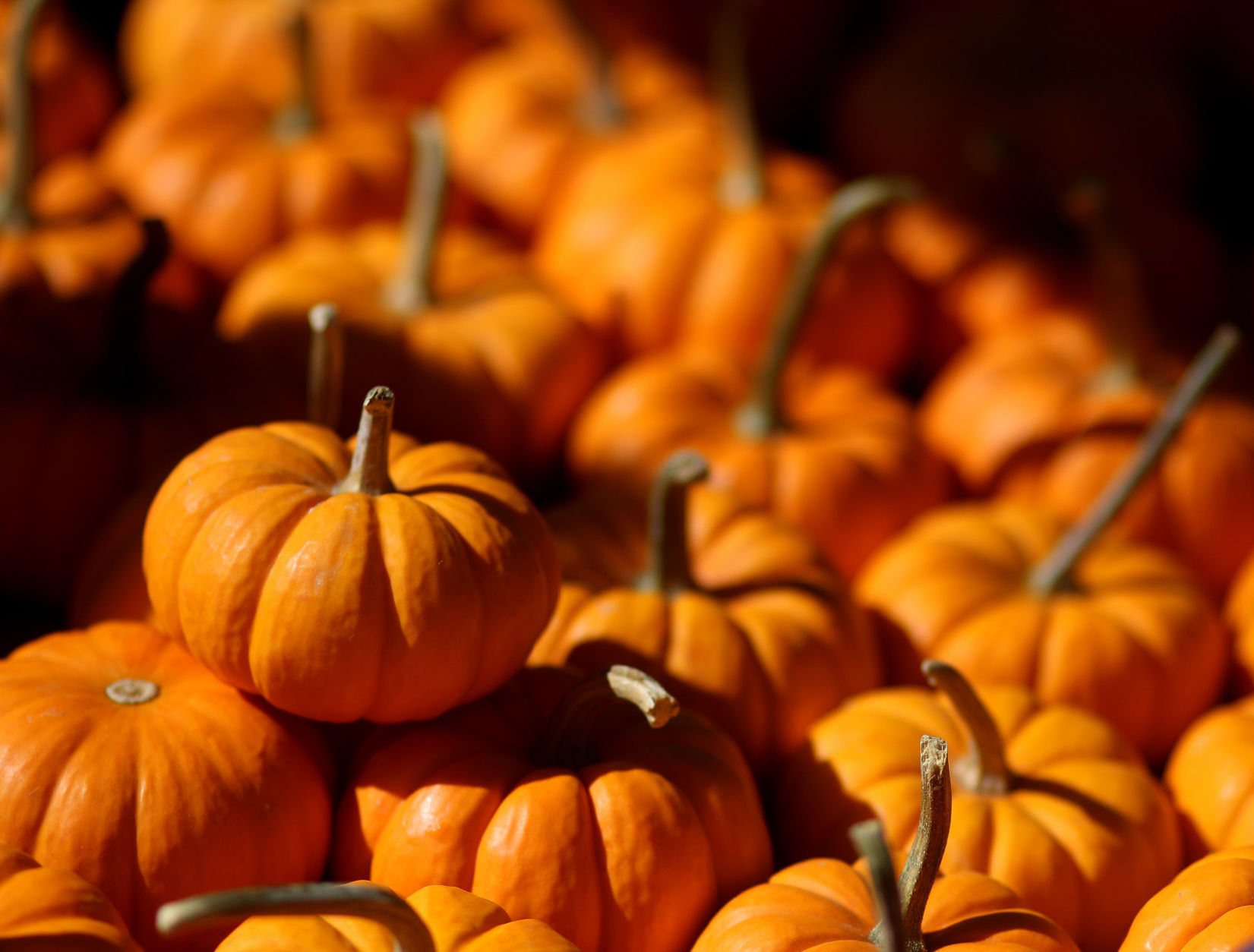 Pick a pumpkin: Region patches offer gourds and so much more